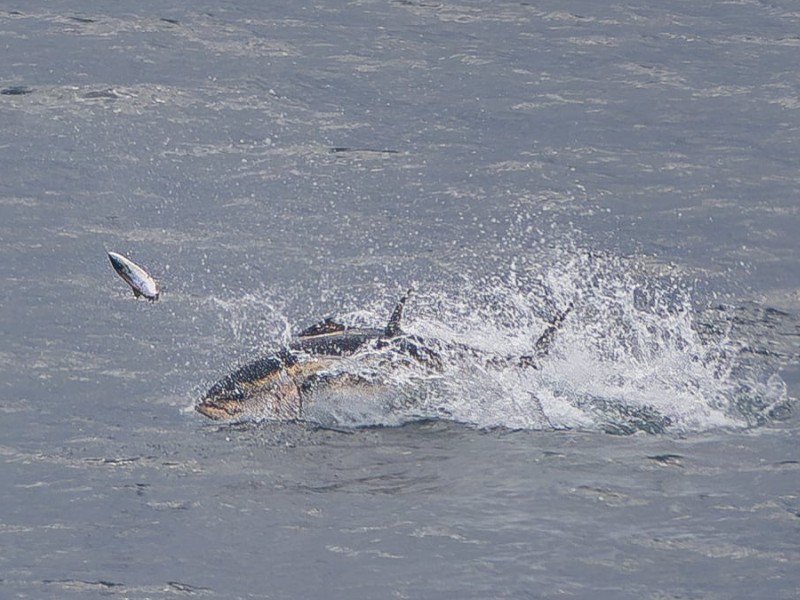 Photographers capture image of rare bluefin tuna in Manx waters
