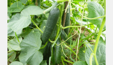 Scientists uncover genetic key to cucumber texture