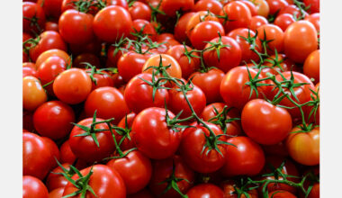EU tomato production forecast to fall 2.6% in 2025