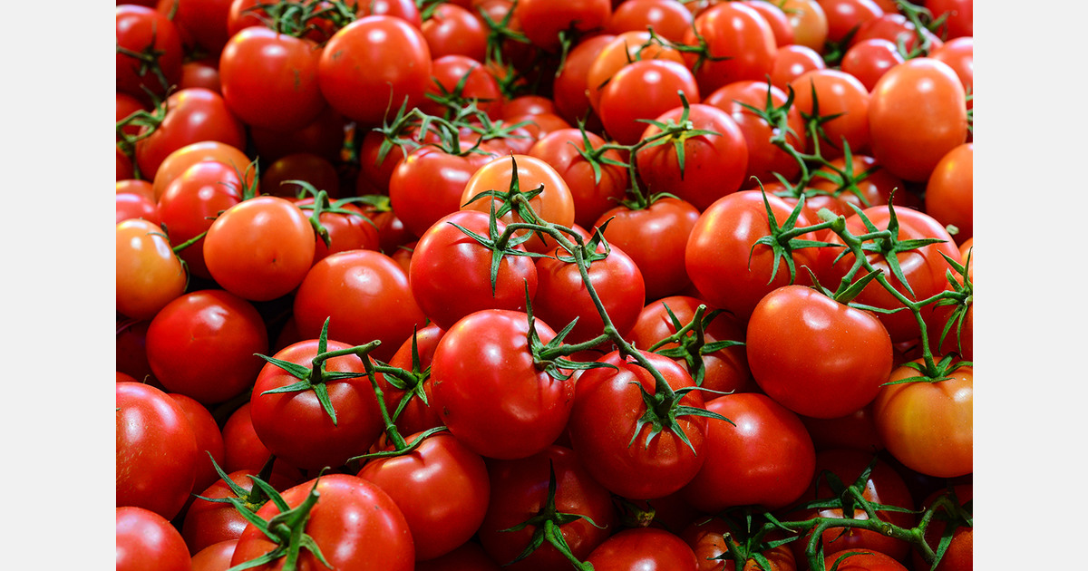 EU tomato production forecast to fall 2.6% in 2025