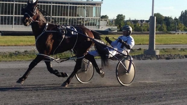 Horse racing community blindsided by Surrey, B.C., racetrack closure