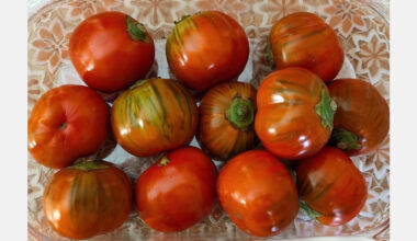 Spanish researchers have developed a new method to silence genes in plants to improve crop yields