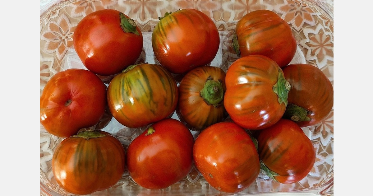 Spanish researchers have developed a new method to silence genes in plants to improve crop yields