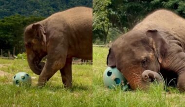 Elephant finds pure happiness playing with ball in video, internet melts over heartwarming sight. Watch | Trending