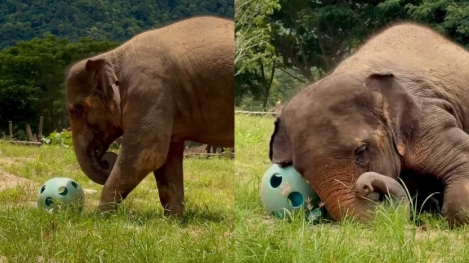 Elephant finds pure happiness playing with ball in video, internet melts over heartwarming sight. Watch | Trending