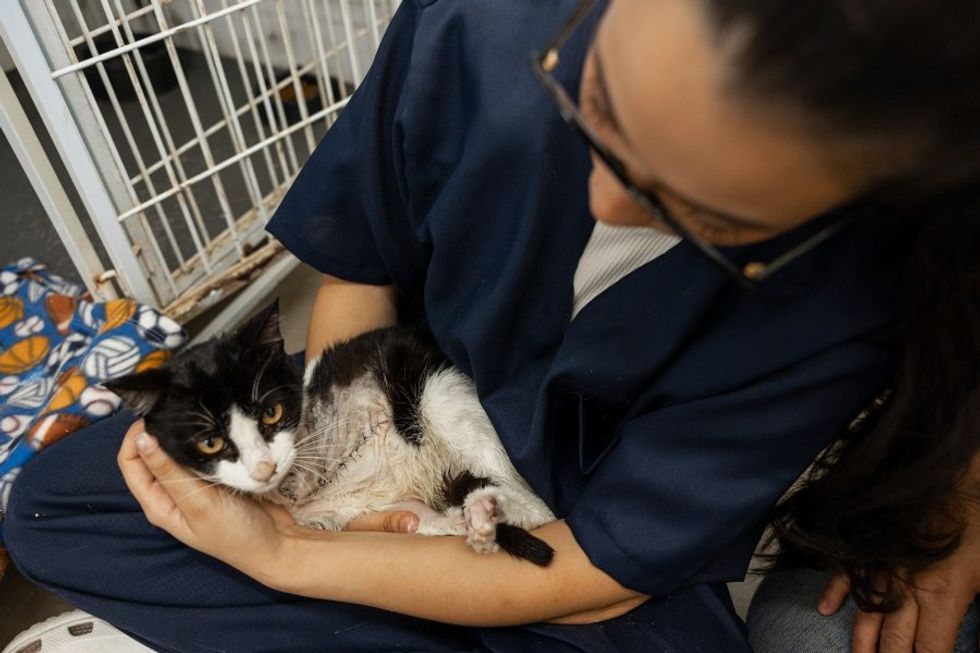 animal rescue, animal shelters, no kill shelter, pet adoption, foster pets