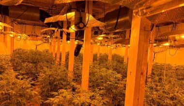 Two men arrested after discovery of £400k ‘cannabis factory’ in Co Down
