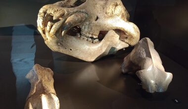 Lessons from cave bear extinction could save endangered bears
