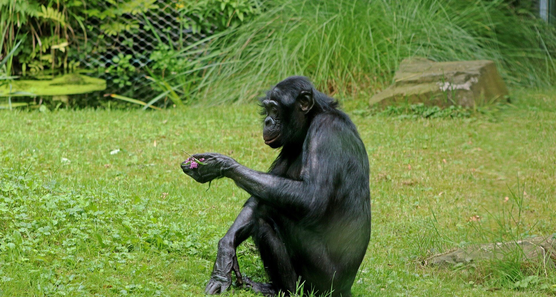 Bonobos can mentally track multiple members of their social circle