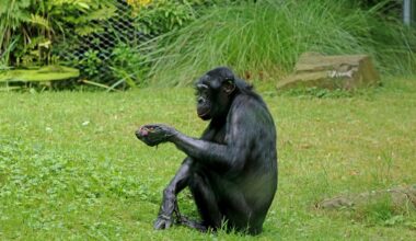 Bonobos can mentally track multiple members of their social circle