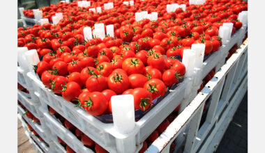 Moroccan tomato exports to Spain surge in early 2025