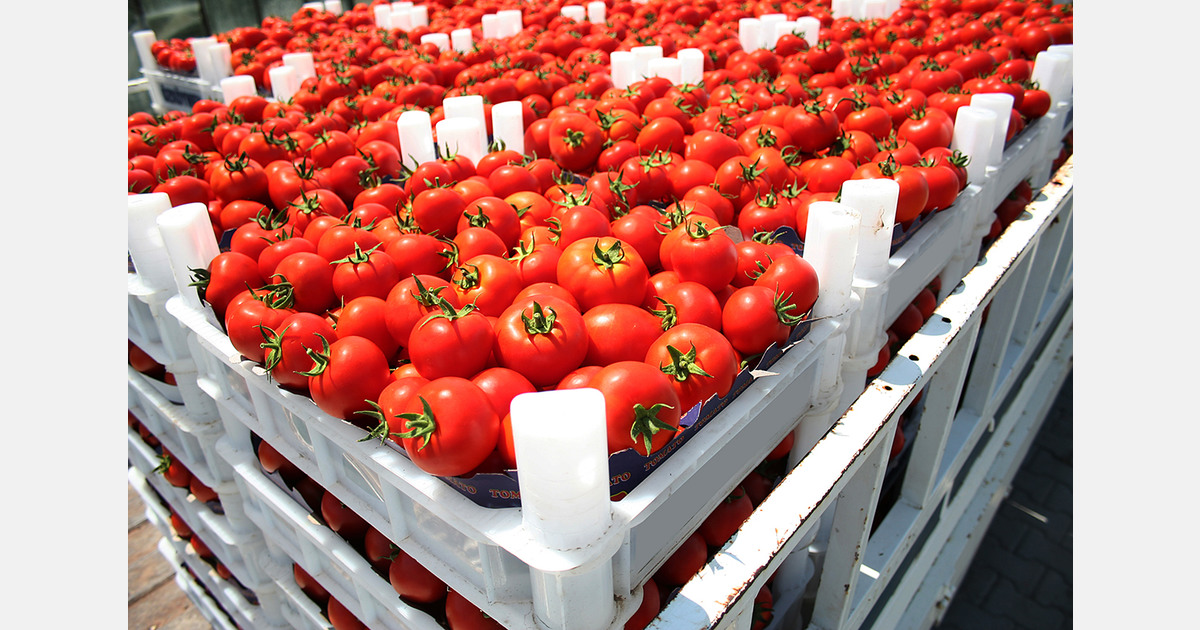 Moroccan tomato exports to Spain surge in early 2025