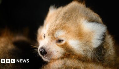 A red panda cub looks to the left, its fur is orange and white and it has a black nose.