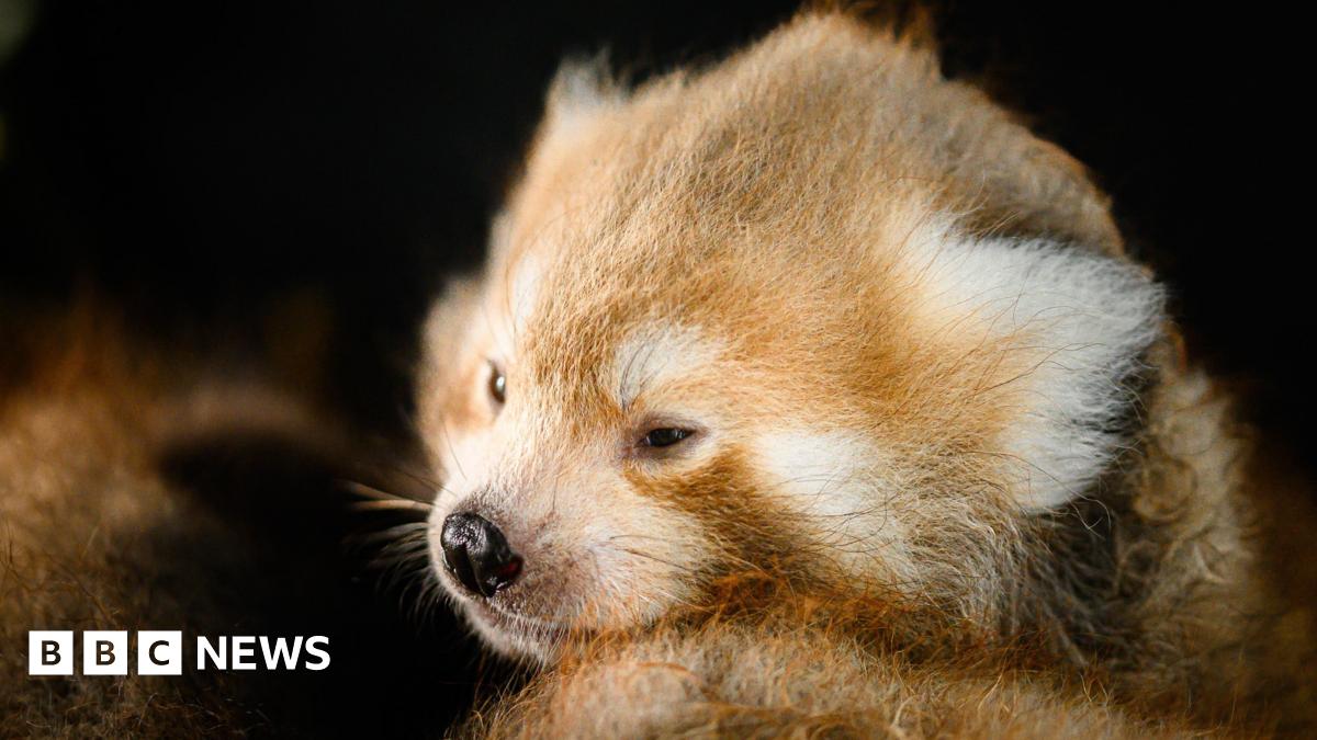 A red panda cub looks to the left, its fur is orange and white and it has a black nose.