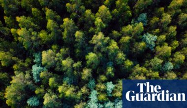 Victoria’s mountain ash forests could lose a quarter of giant trees as temperatures rise | Environment
