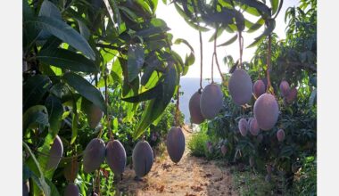 Mango production recovers this year in Spain and could reach 35,000 tons