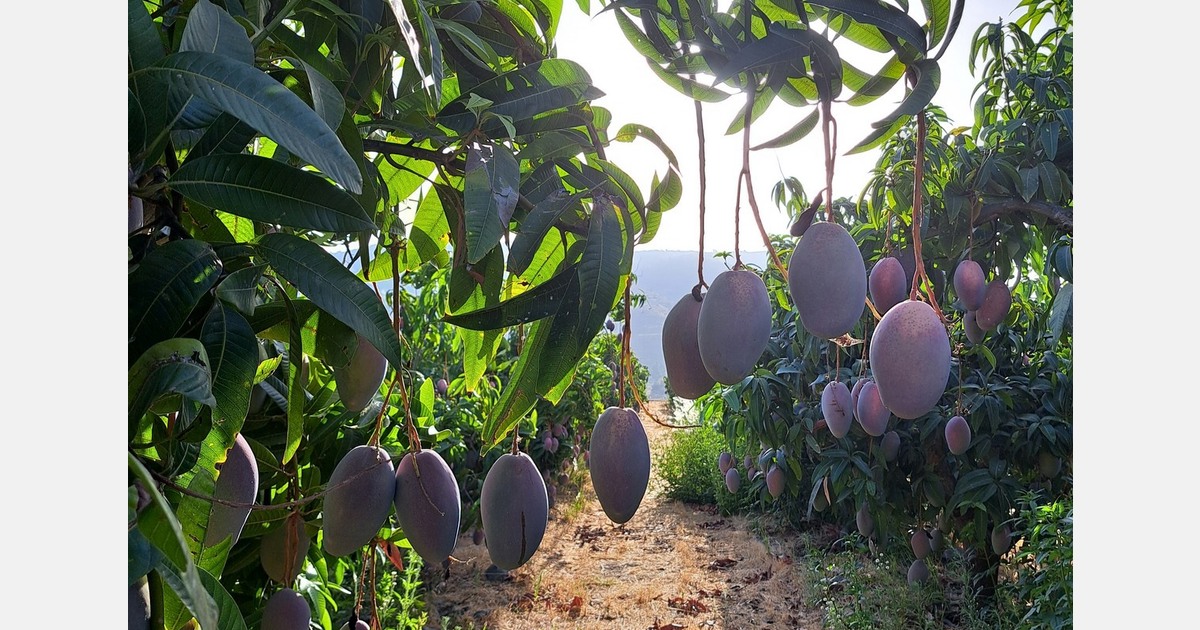 Mango production recovers this year in Spain and could reach 35,000 tons