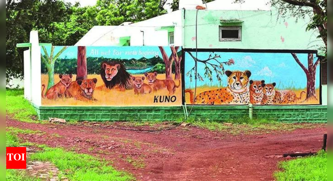 Gujarat's pride to remain MP's envy? Plan to bring lions to Kuno likely shelved | India News