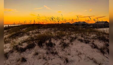 Woman Walking Beach At Night Finds Dozens Of Babies Lost Far From Home