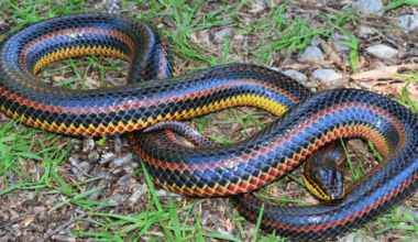 Why a state is asking for help locating an elusive reptile