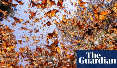 Hope, joy, absurdity and marvel: there is so much more to our world story than loss | Environment