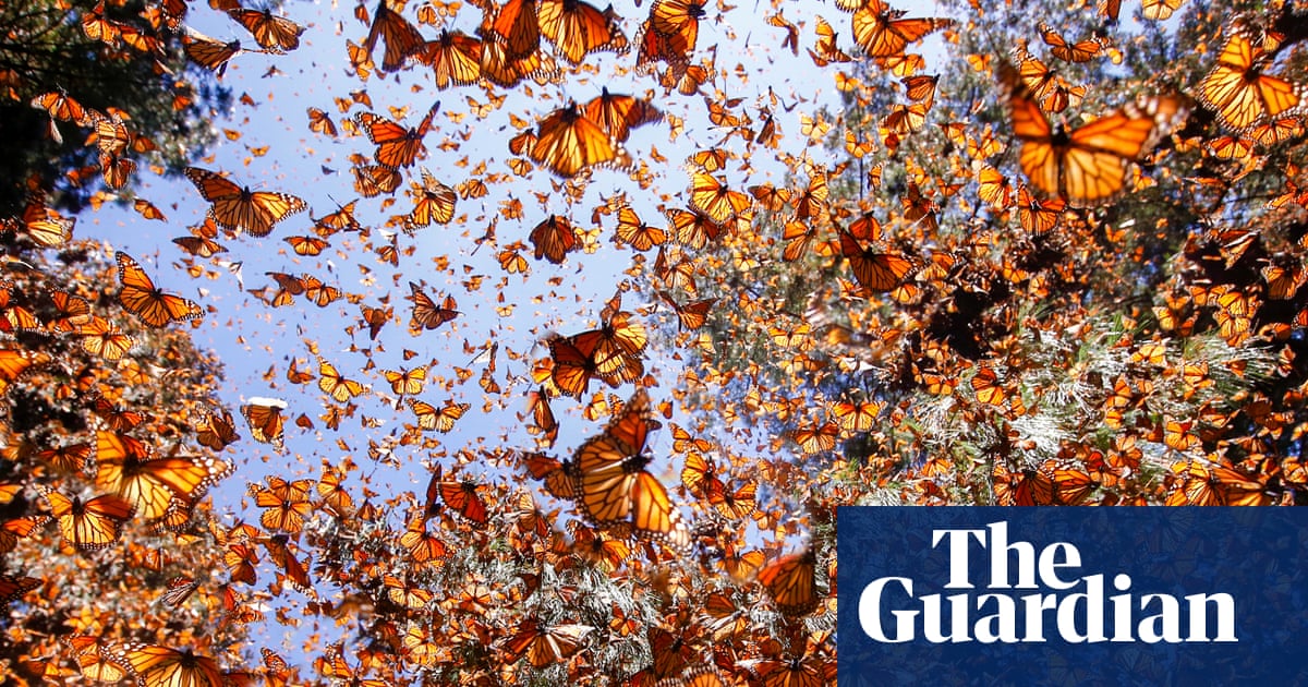 Hope, joy, absurdity and marvel: there is so much more to our world story than loss | Environment