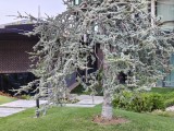 2x crop zoom daylight photos - f/1.8, ISO 50, 1/214s - Realme 15 Pro  review