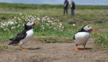 When nature tourists go wild: ‘He had smuggled a penguin back to the ship in his backpack’