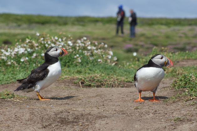 When nature tourists go wild: ‘He had smuggled a penguin back to the ship in his backpack’