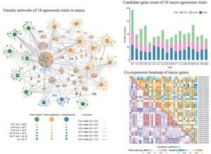 Dissecting the genetic basis of agronomic traits by multi-trait GWAS and genetic networks in maize (Zea mays L.)