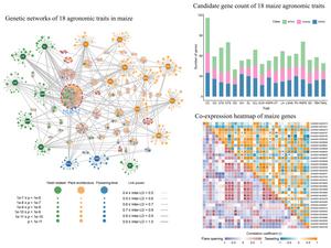 Dissecting the genetic basis of agronomic traits by multi-trait GWAS and genetic networks in maize (Zea mays L.)