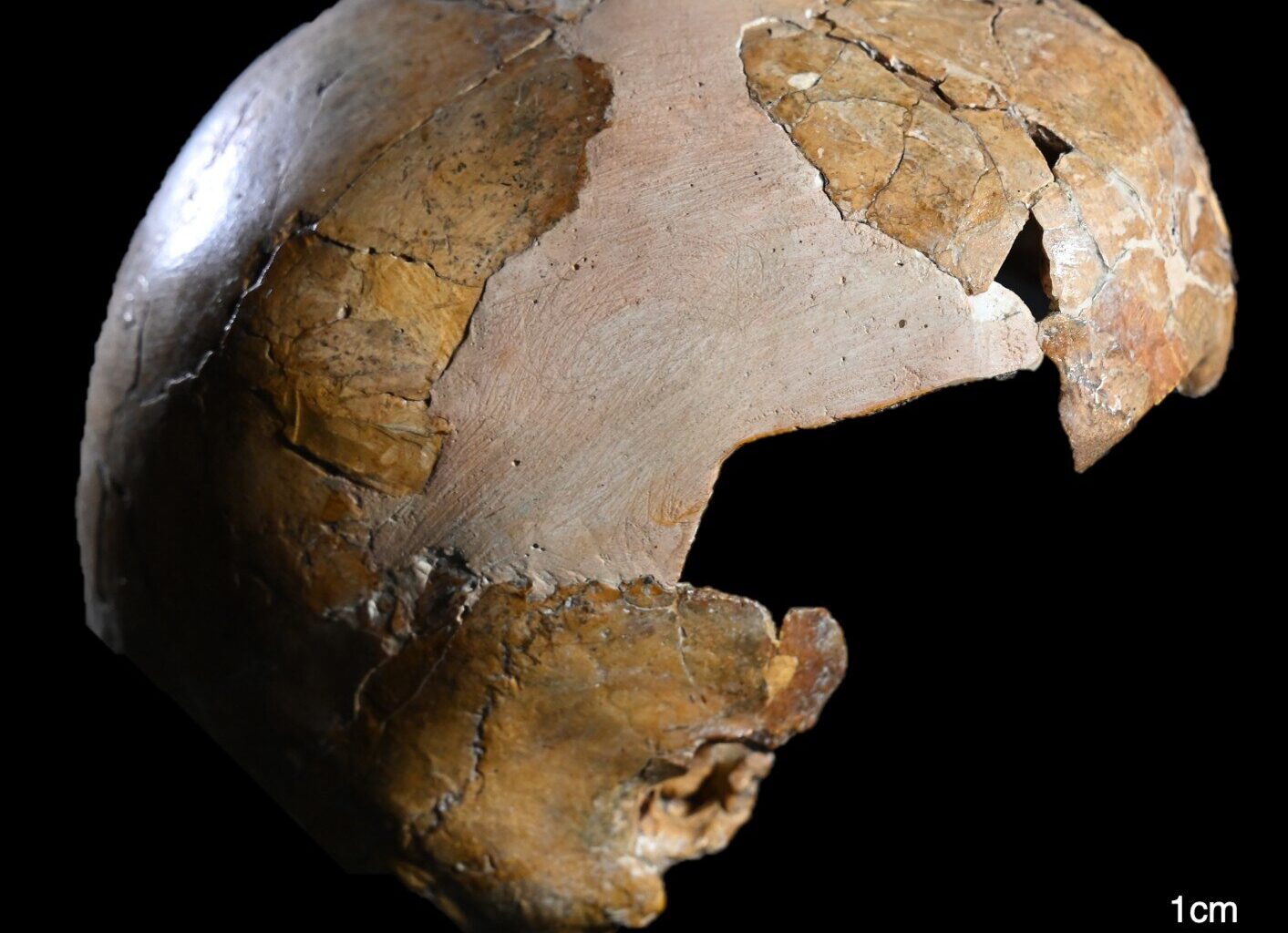 Earliest evidence discovered of interbreeding between Homo sapiens and Neanderthals