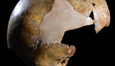 Earliest evidence discovered of interbreeding between Homo sapiens and Neanderthals