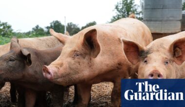 Surgeons transplant pig lung into brain dead human recipient for first time | Medical research