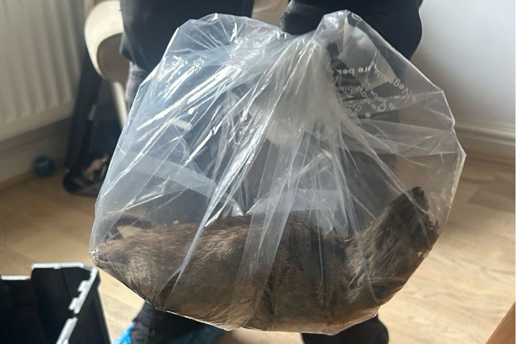 A ‘super-rat the size of a cat’ – which measured more than half a metre from nose to tail – was removed from a home in Redcar, North Yorkshire