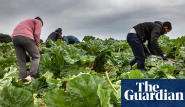 Post-Brexit licences for exporting food to EU cost UK firms up to £65m last year | Business