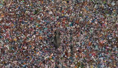 Compelling image of elephant wading through sea of junk in Sri Lanka features in global photography competition