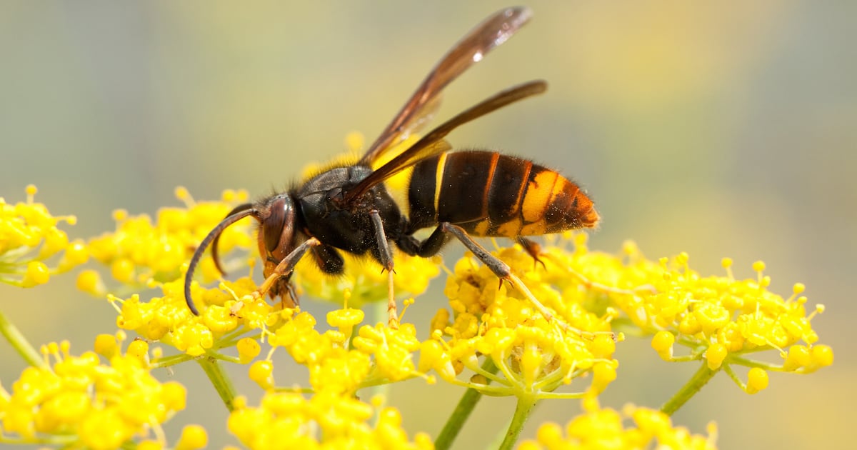 Asian hornet nest found in Cork City after intensive search – The Irish Times