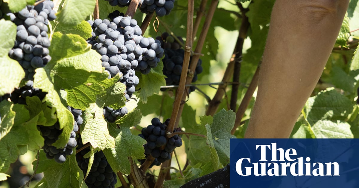 Weatherwatch: does August rain bring honey and wine? | Environment