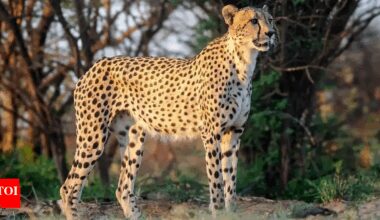Kuno Cheetah Swimming: ‘Indian adaptation’ Environmentalists marvel as cheetahs swim in Chambal, Kuno | Bhopal News