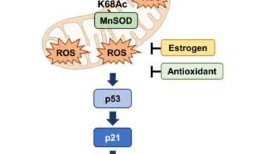 A keto diet might benefit females more than males