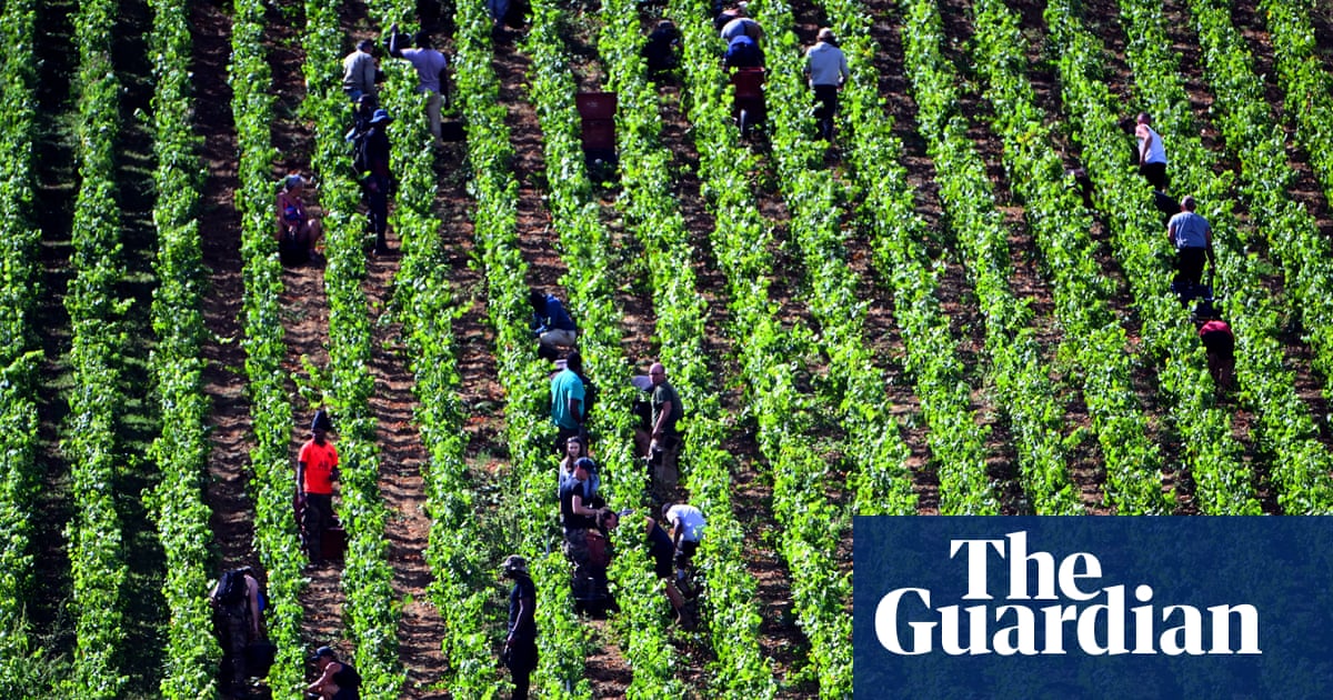 ‘It’s like Sleeping Beauty; we have to wake them’: winemakers urged to help save earthworms | Invertebrates