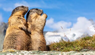 8 unlikely killers, from tortoises to beavers: Think apex predators are the most dangerous animals to humans? Think again!