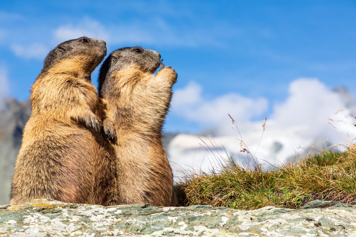 8 unlikely killers, from tortoises to beavers: Think apex predators are the most dangerous animals to humans? Think again!