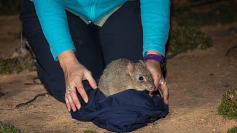 Brush-tailed bettongs released into Mount Gibson sanctuary – video