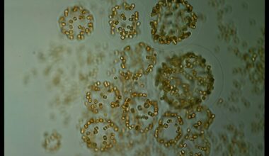 Microalgae are more significant for CO₂ absorption in Southern Ocean than previously thought, study reveals