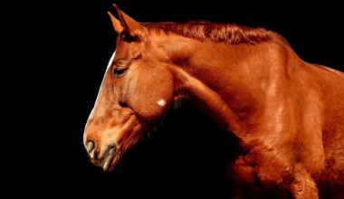 Did a single genetic mutation make horses rideable?