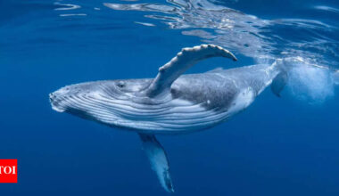 Scientists tagged a whale with a camera; the footage left them speechless |