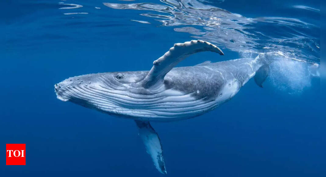 Scientists tagged a whale with a camera; the footage left them speechless |