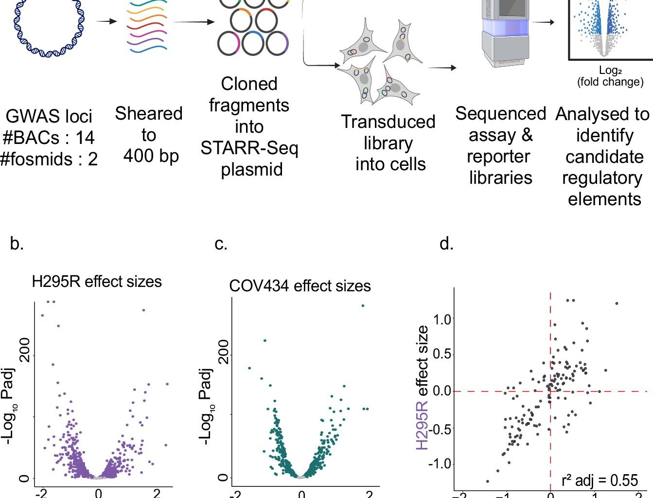 DNA variants that increase testosterone production in PCOS patients identified
